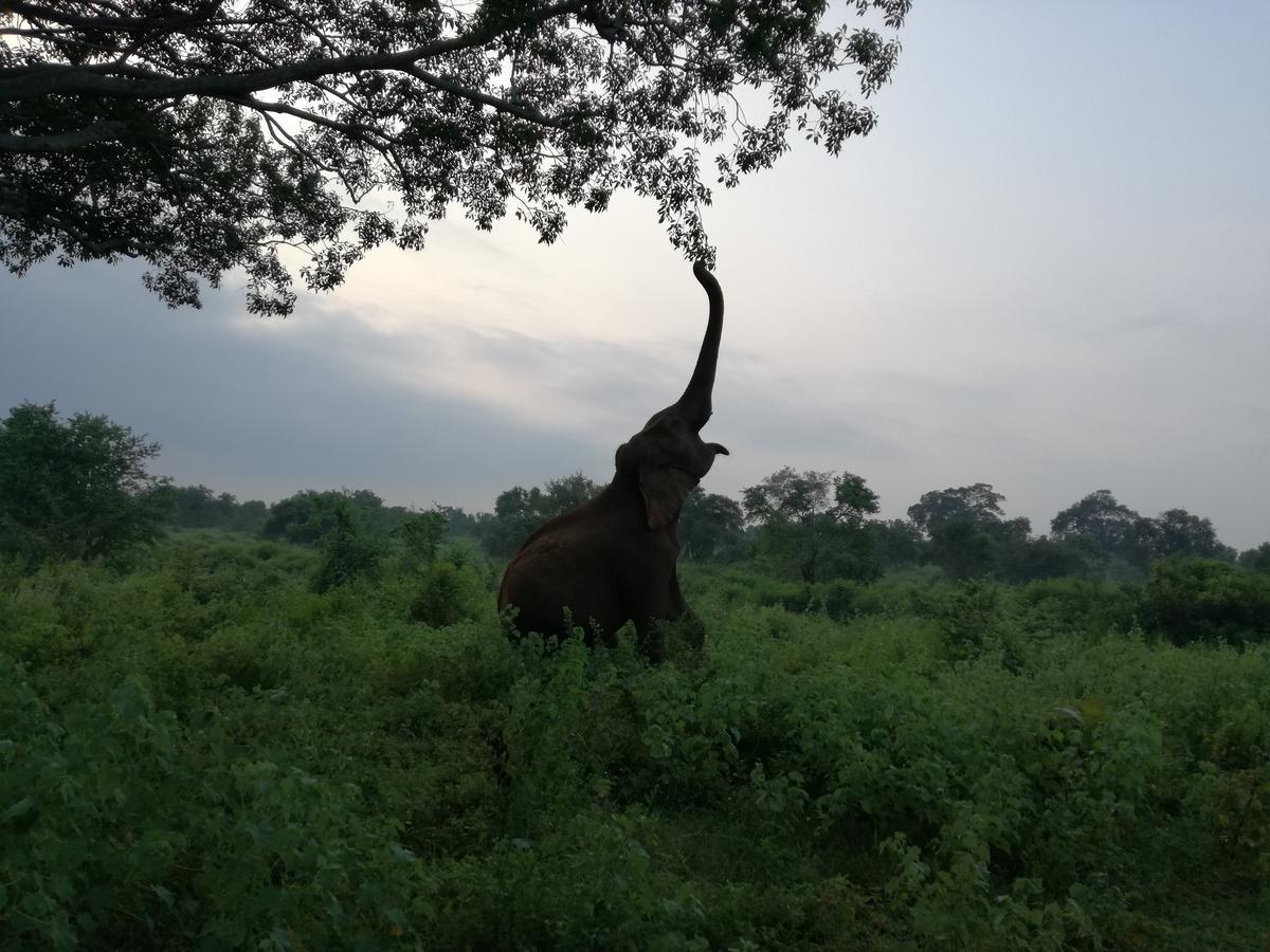 Induwara Safari Resort Удавалаве Экстерьер фото
