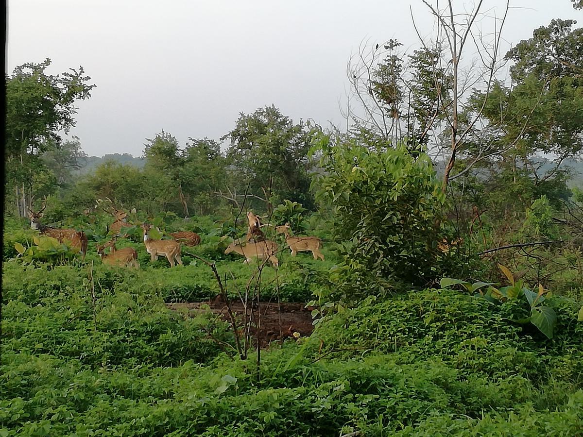 Induwara Safari Resort Удавалаве Экстерьер фото