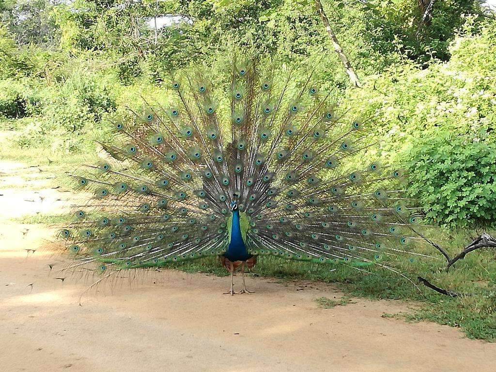 Induwara Safari Resort Удавалаве Экстерьер фото