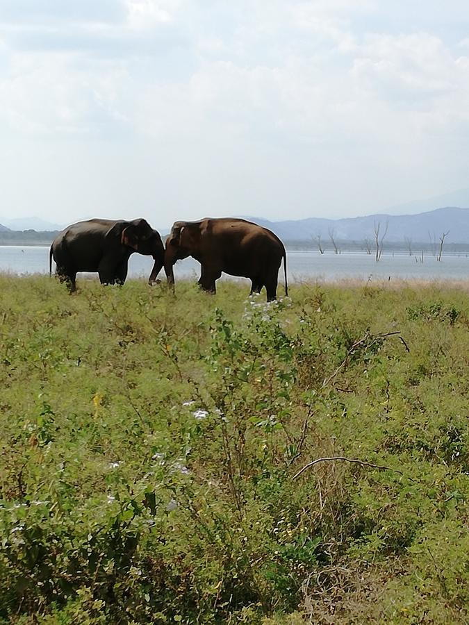 Induwara Safari Resort Удавалаве Экстерьер фото