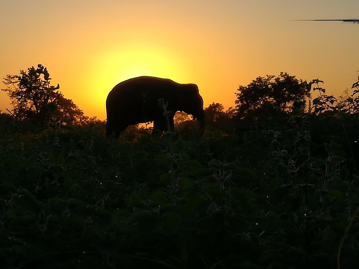 Induwara Safari Resort Удавалаве Экстерьер фото