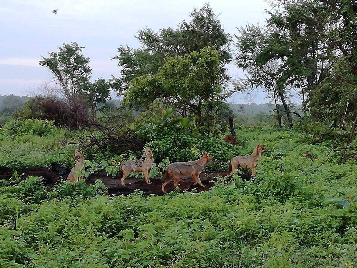 Induwara Safari Resort Удавалаве Экстерьер фото